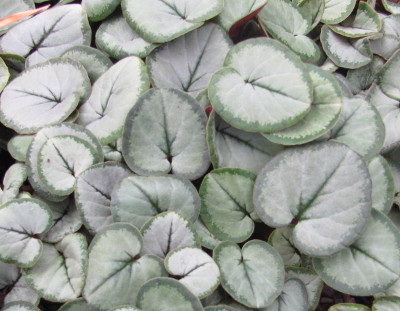 Cyclamen coum 'Silver Leaf'